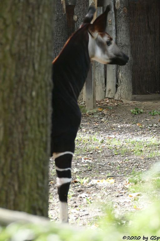 Okapi ZAWADIs Sohn THABO, geb. 19.1.10