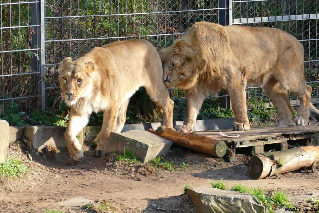 Asiatische Löwen (Indische Löwen) GINA und NAVIN