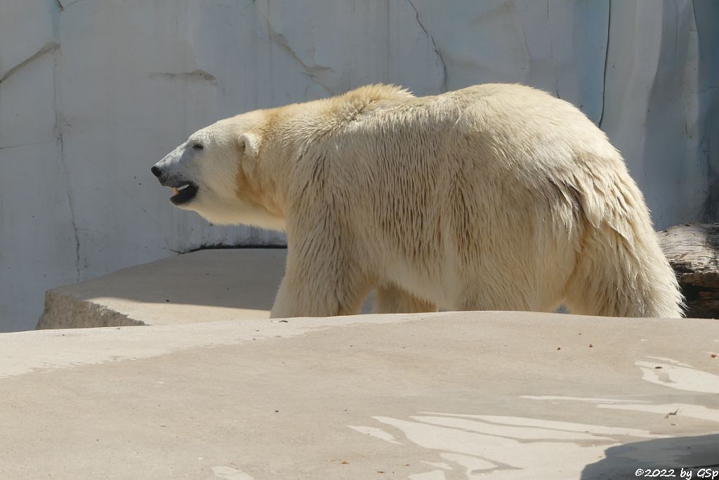 Eisbär (Polarbär)