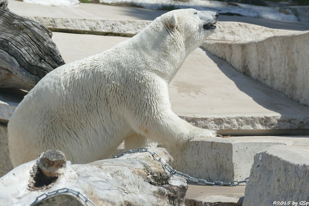 Eisbär