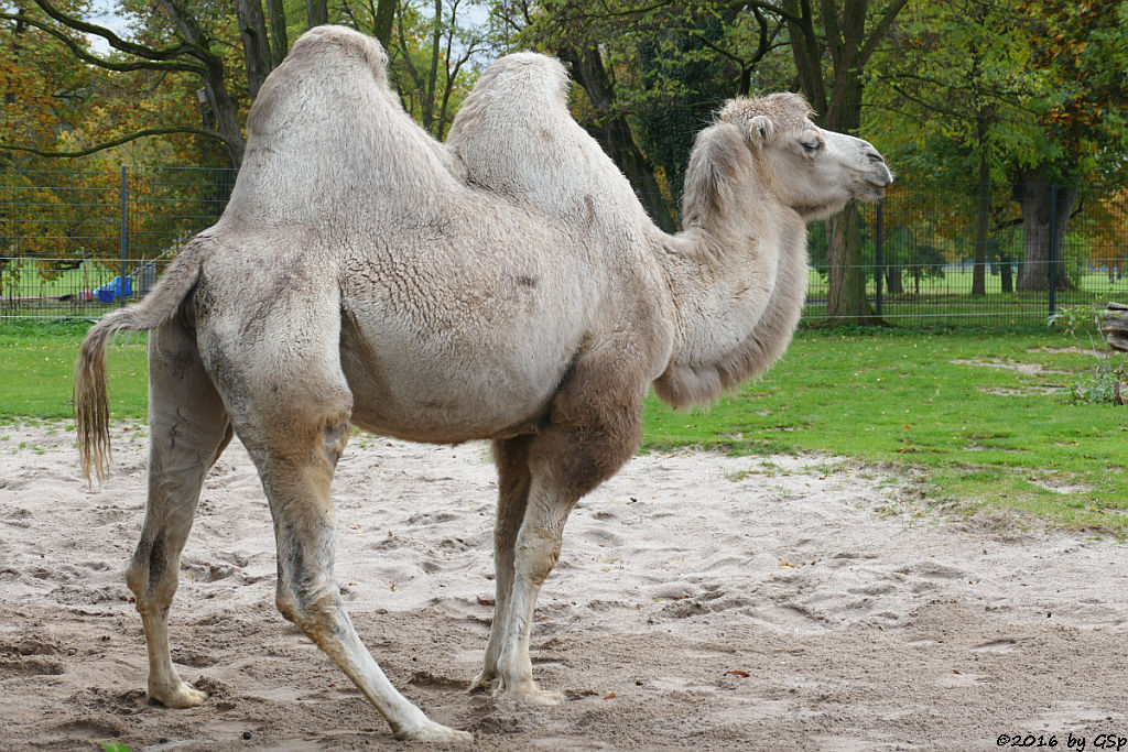 Trampeltier (Zweihöckriges Kamel)