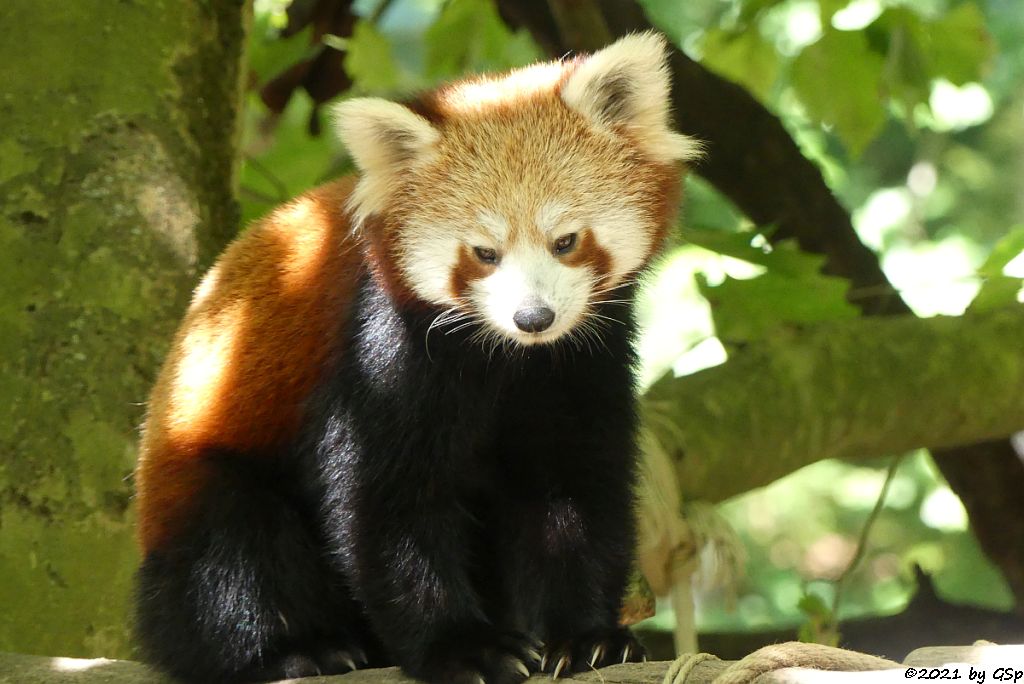 Westlicher Kleiner Panda (Westlicher Katzenbär, Nepalesischer Roter Panda)