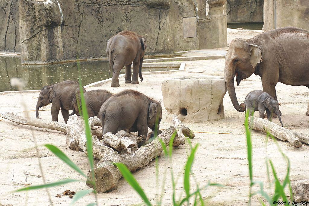 JUNG BUL KNE, MOMA, LA MIN KYAW,  BINDI, KITAI, TONG KOON