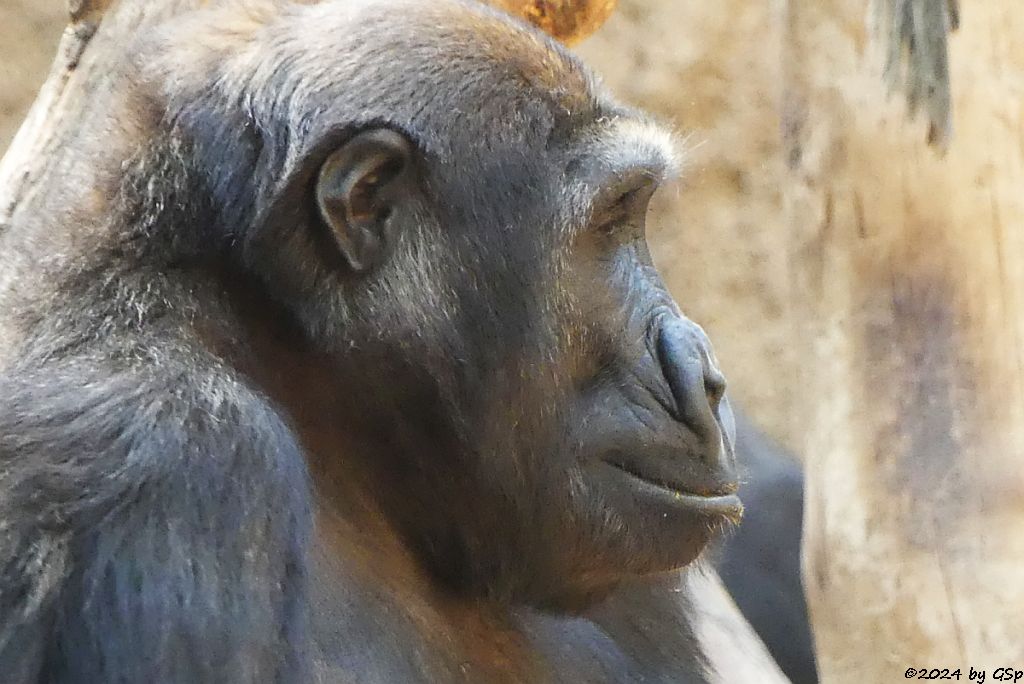 Westlicher Flachlandgorilla