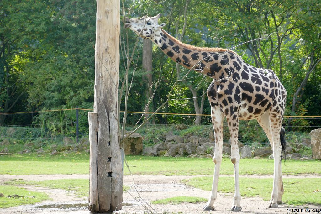 Rothschildgiraffe (Uganda-Giraffe, Baringo-Giraffe)