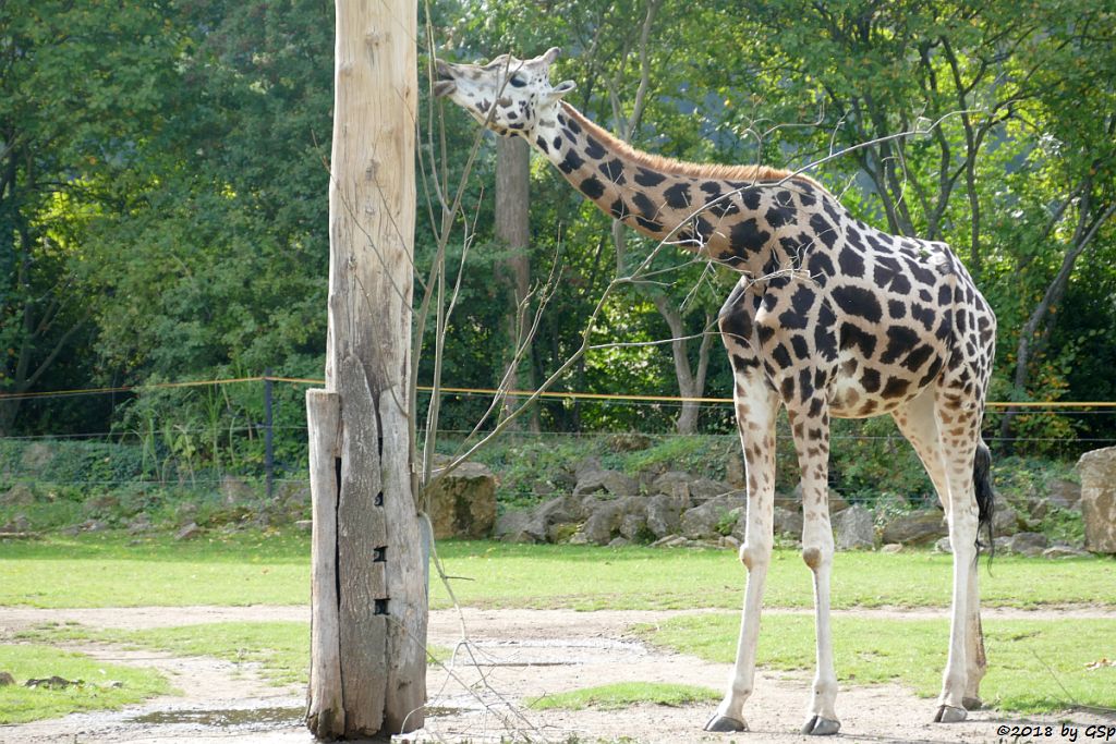 Rothschildgiraffe (Uganda-Giraffe, Baringo-Giraffe)