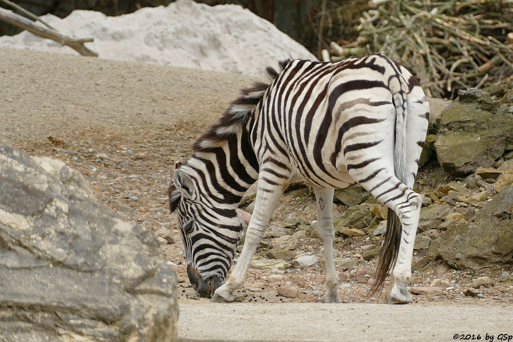 Damara-Zebra