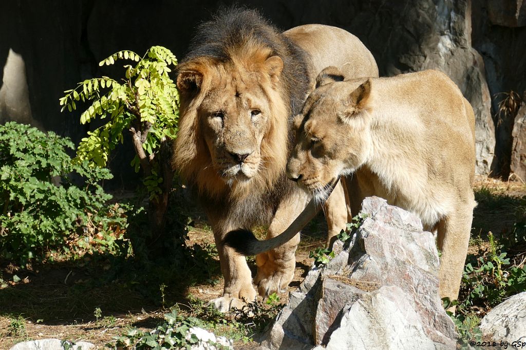 Asiatischer (Indischer) Löwe KUMAR und ZARINA