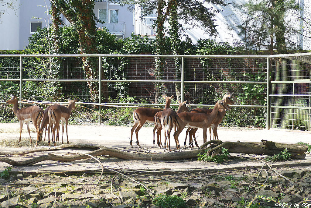 Gewöhnliche Impala (Schwarzfersenantilope)