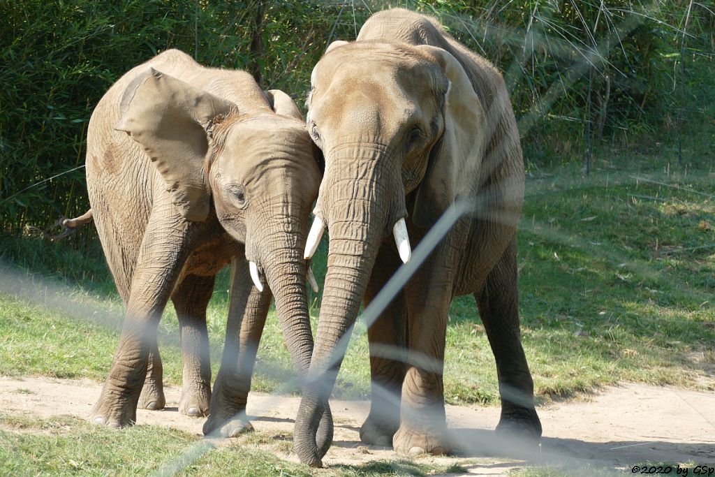 KARIBA, LILAK