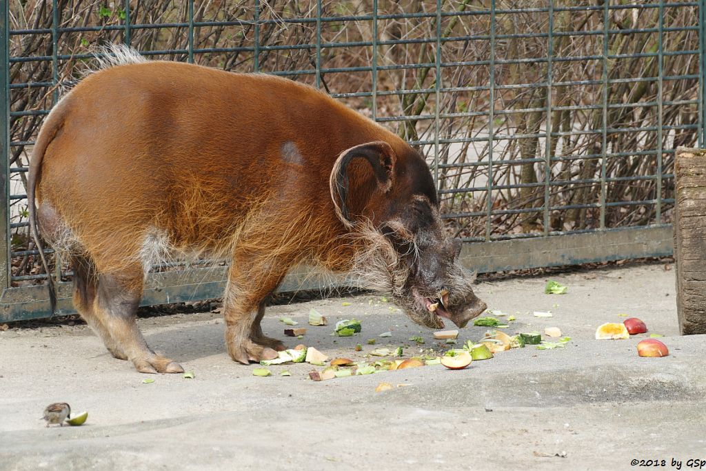 Pinselohrschwein (Rotes Flussschwein)