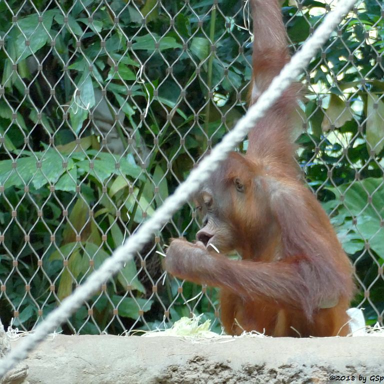 Sumatra-Orang-Utan SAYANG