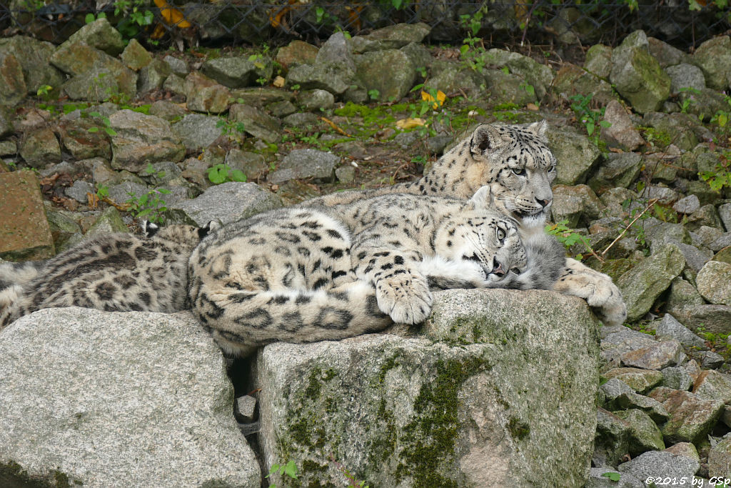 Schneeleopard, Jungtiere geb. am 10.5.15