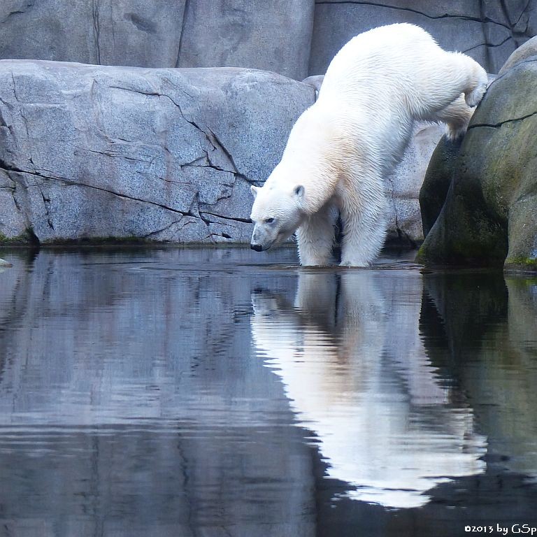 Eisbär