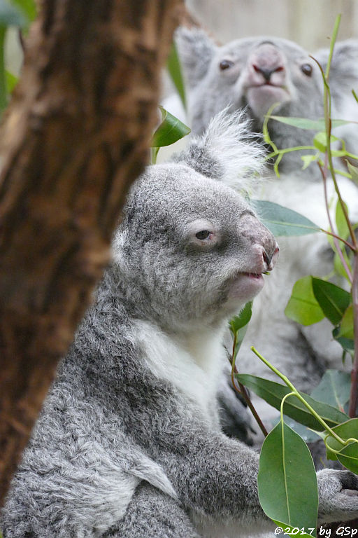 Queensland-Koala