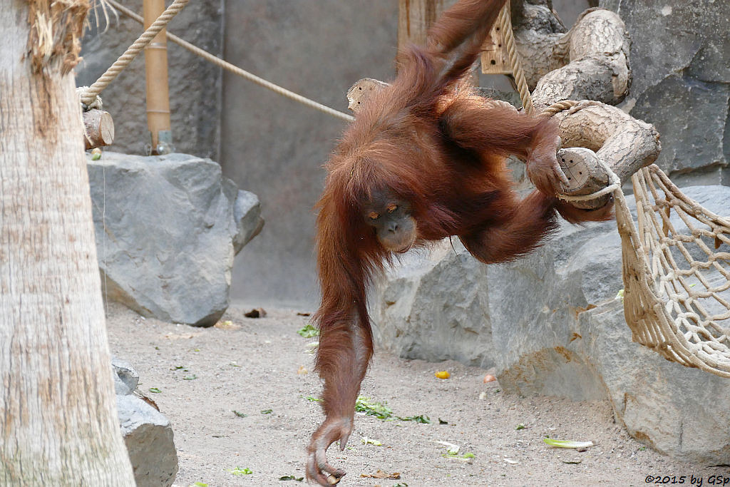 Sumatra-Orang-Utan