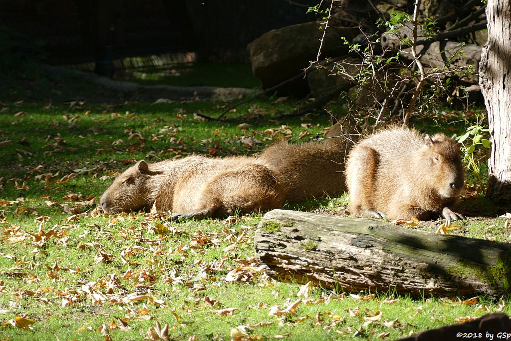 Wasserschwein (Capybara)