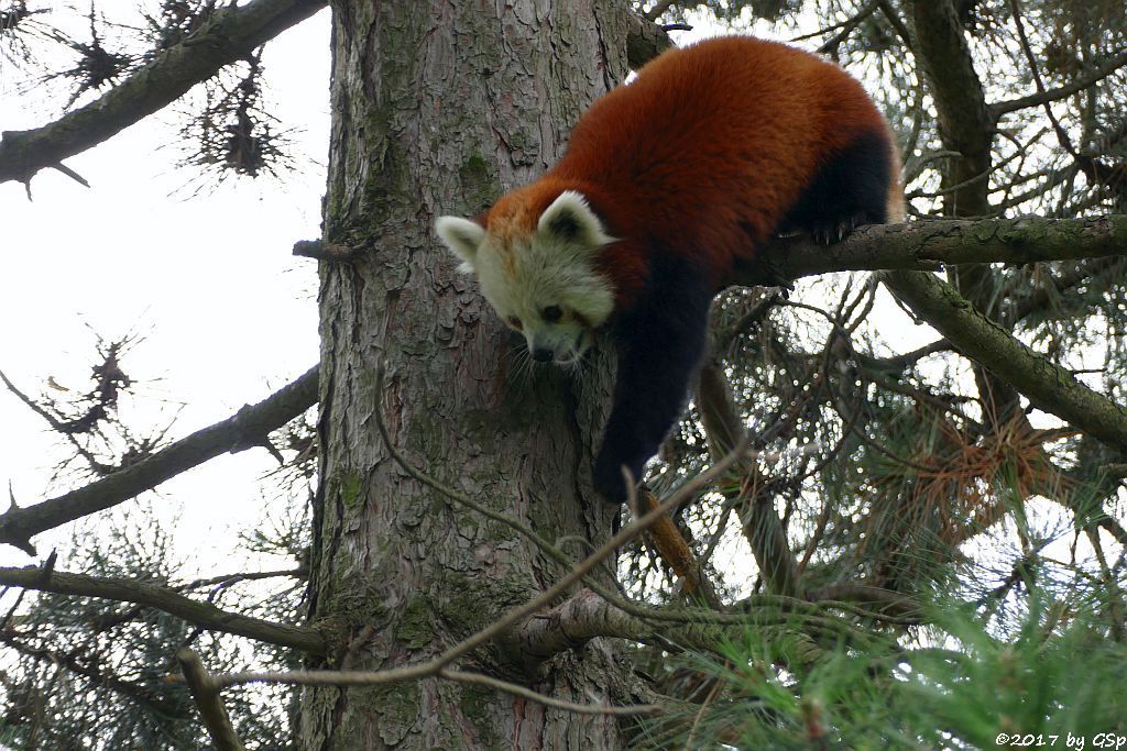 Westlicher Kleiner Panda (Westlicher Katzenbär, Nepalesischer Roter Panda)