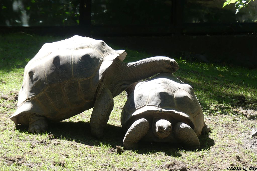 Aldabra-Riesenschildkröte