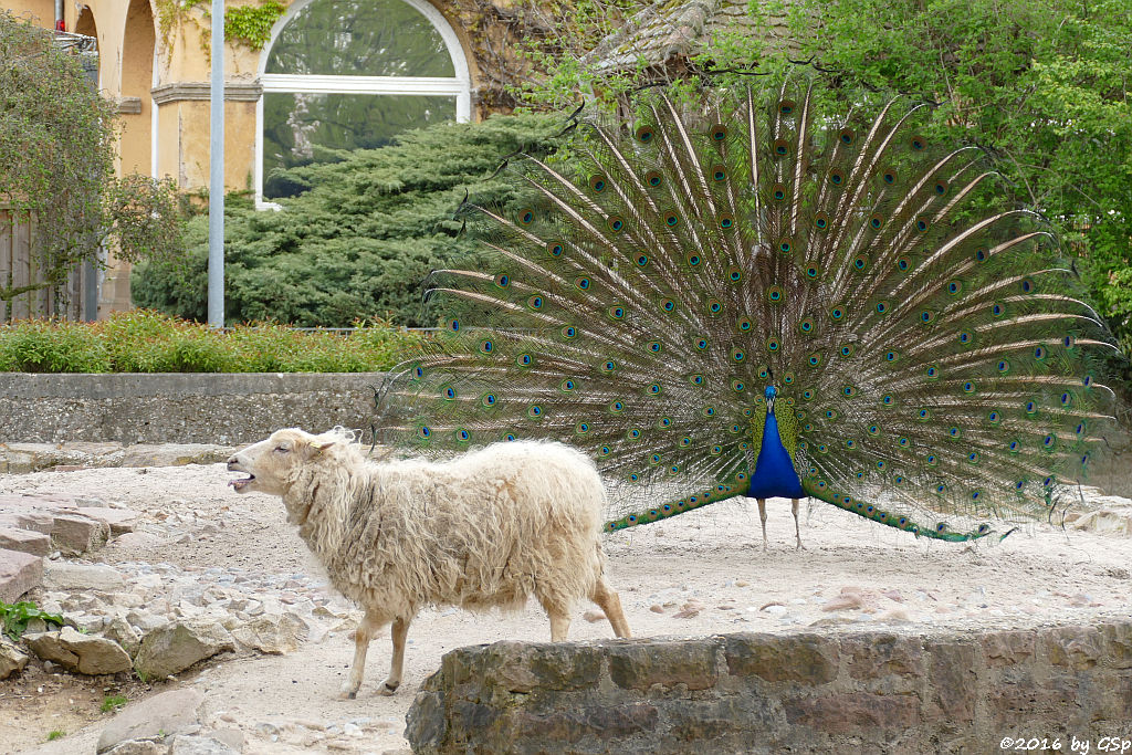 Blauer Pfau, Skuddenschaf