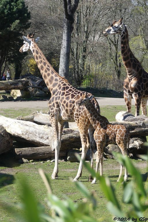 Rothschildgiraffe (Uganda-Giraffe, Baringo-Giraffe), KIANO geb. am 4.1.24
