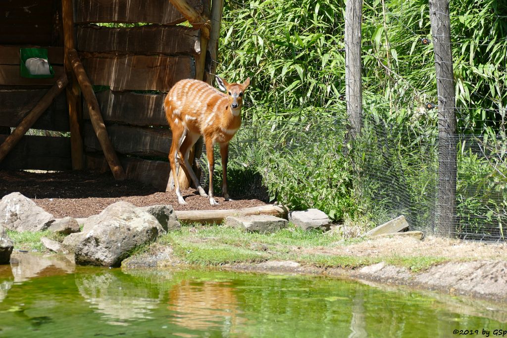 Westliche Sitatunga, Jungtier geb. 16.05.19