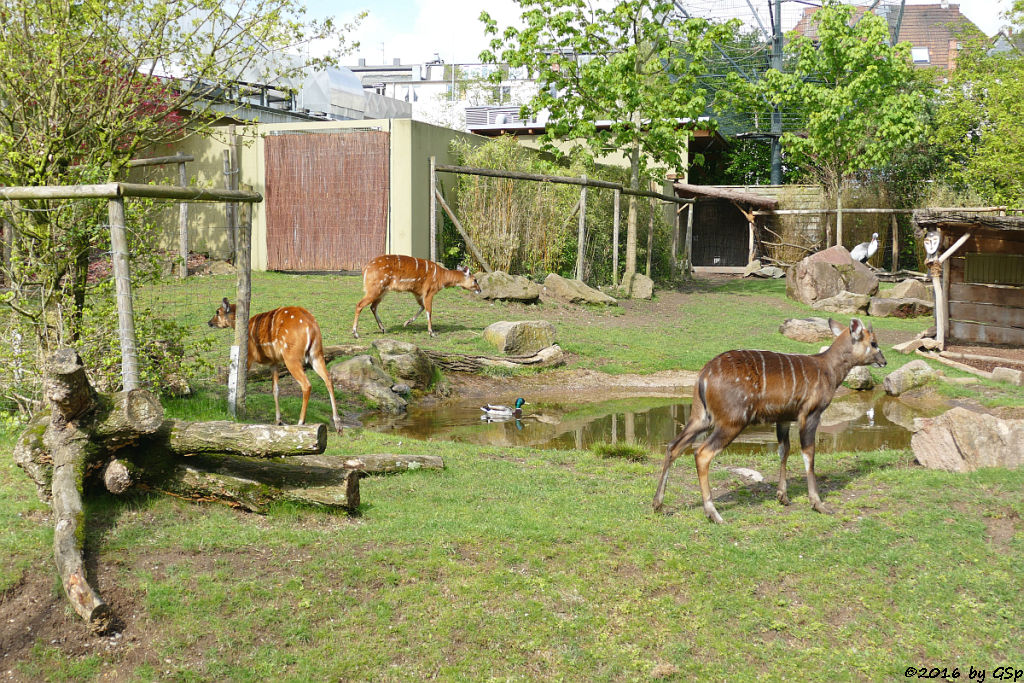 Sitatunga, Klunkerkranich