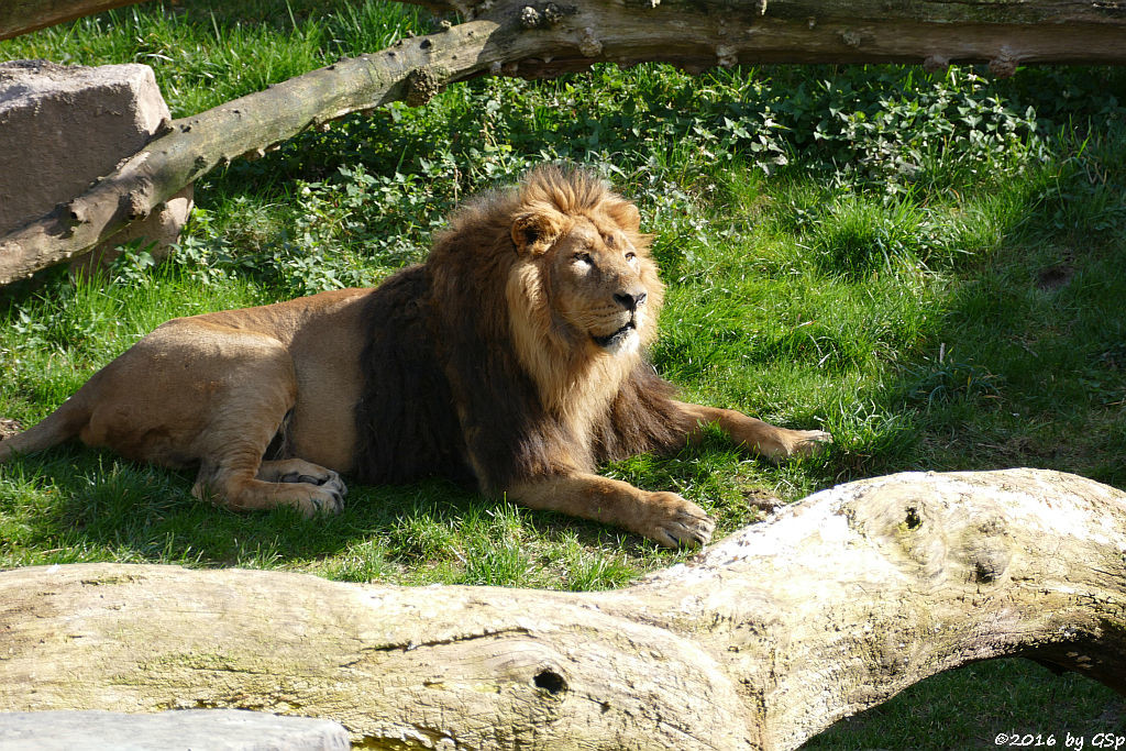 Asiatischer Löwe TEJAS