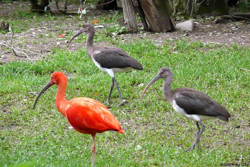 Roter Sichler mit Jungtieren