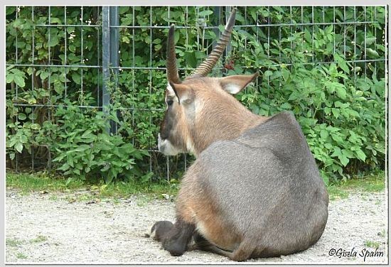 Roter-Wasserbock