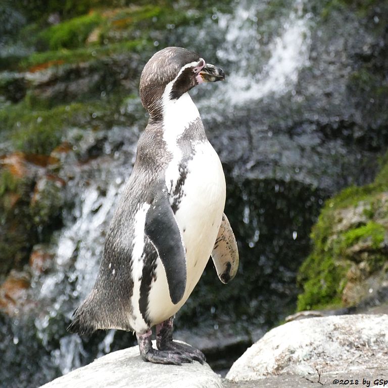 Humboldtpinguin