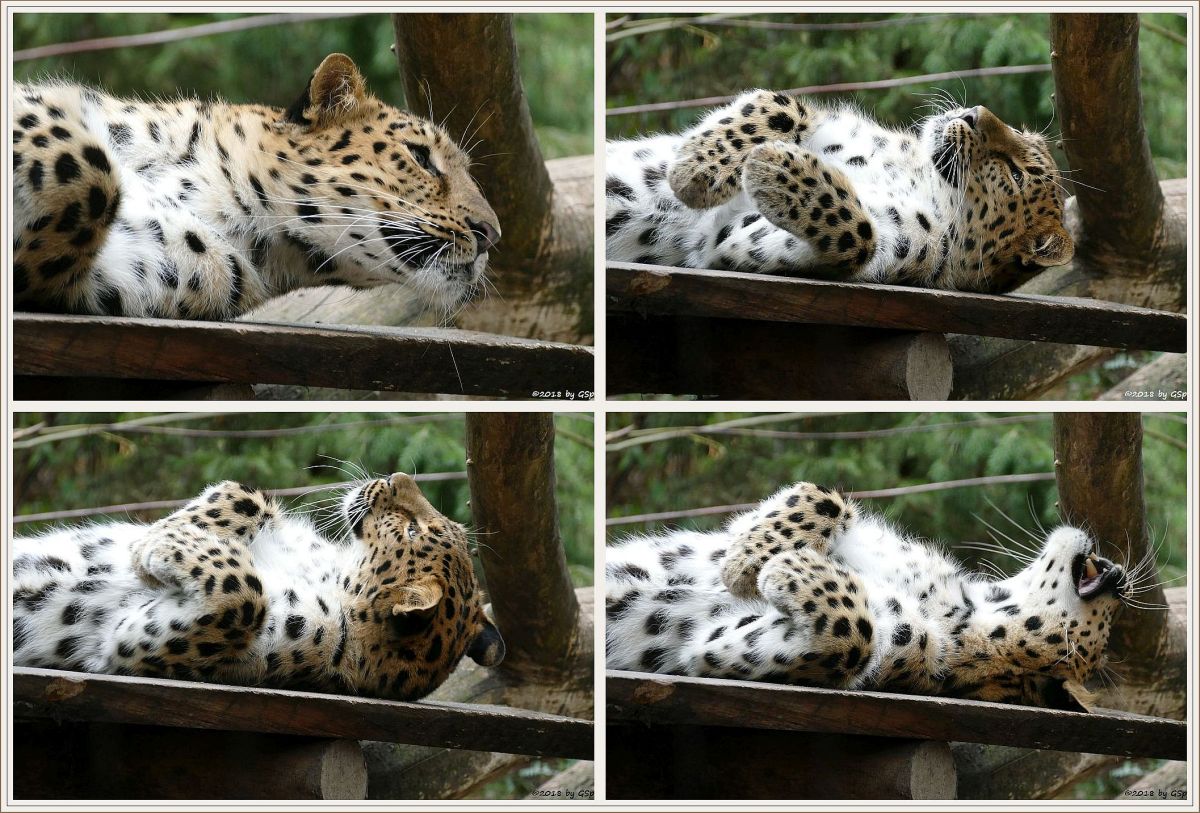 Amurleopard