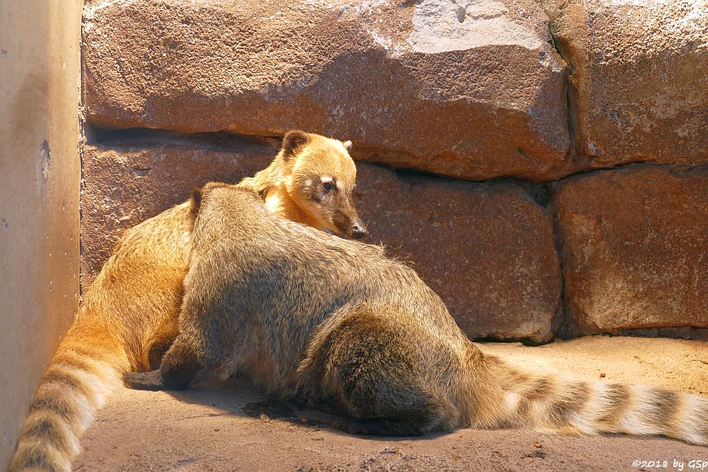 Roter Nasenbär (Gewöhnlicher Nasenbär, Südamerikanischer Nasenbär)