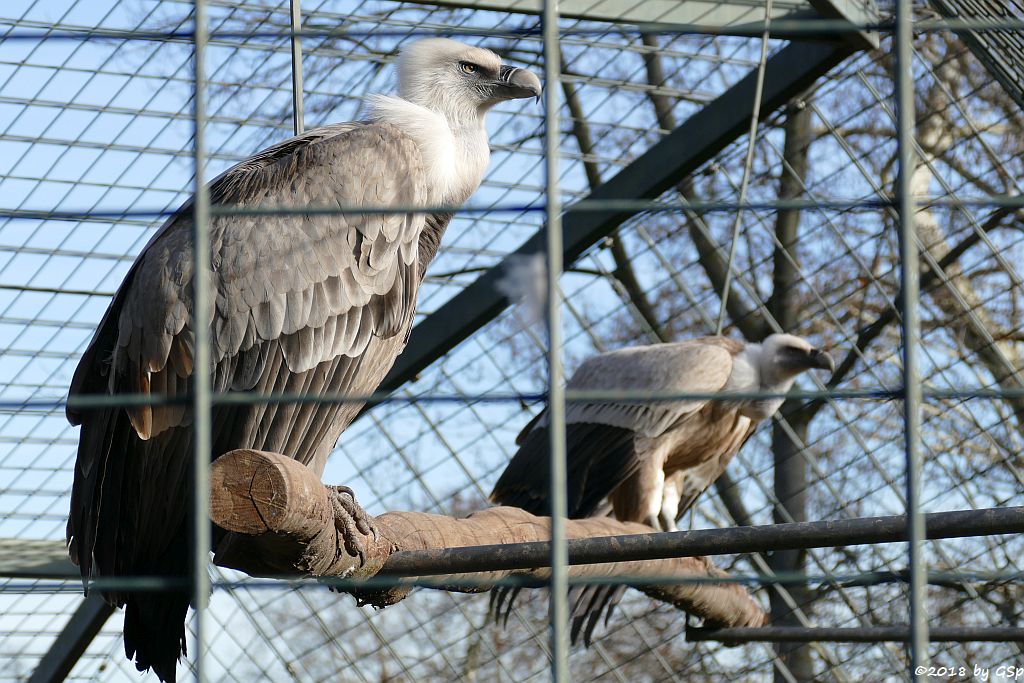 Gänsegeier