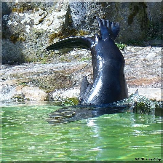 Südafrikanischer Seebär