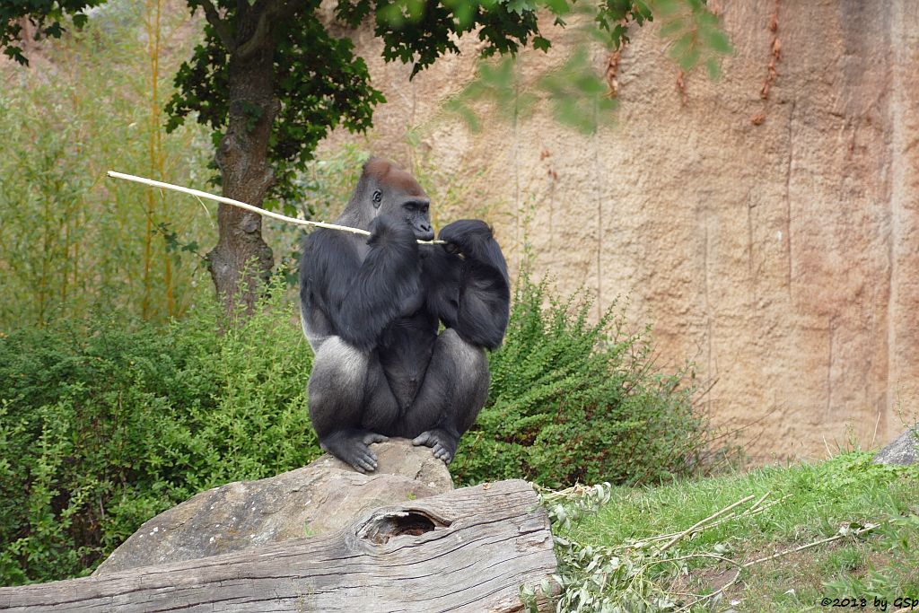 Flachlandgorilla ABEEKU