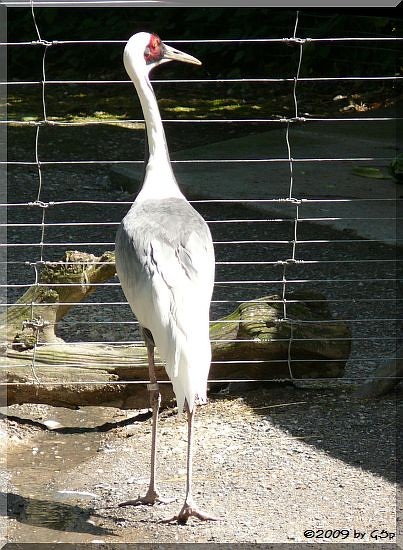 Weißnackenkranich