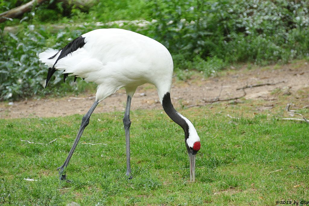 Mandschurenkranich (Rotkronenkranich, Japankranich)