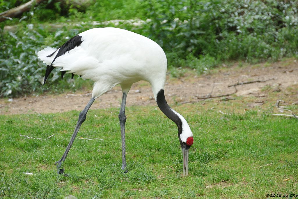 Mandschurenkranich (Rotkronenkranich, Japankranich)