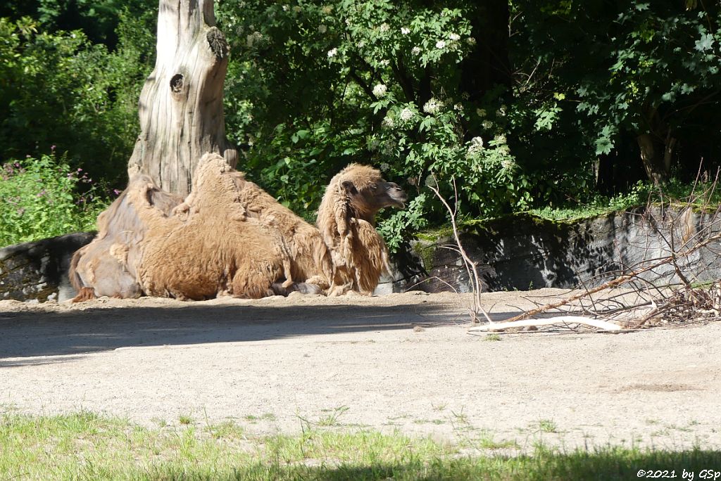 Trampeltier (Zweihöckriges Kamel, Hauskamel)
