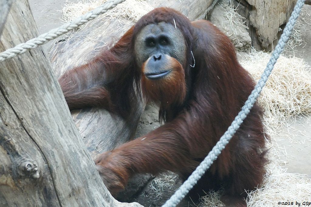 Sumatra-Orang-Utan KEMBALI