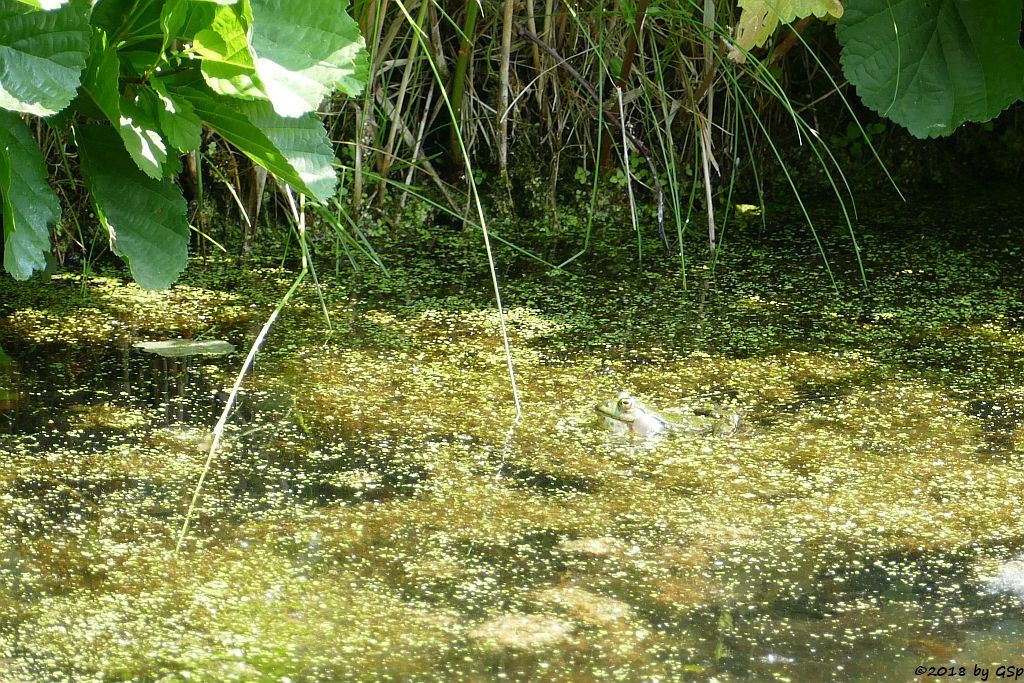 Wasserfrosch