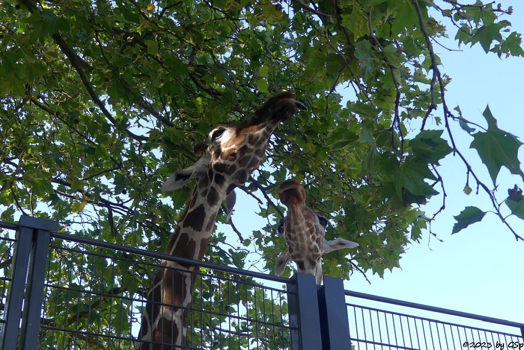 Netzgiraffe