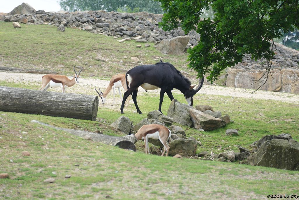 Springbock, Südafrikanische Rappenantilope