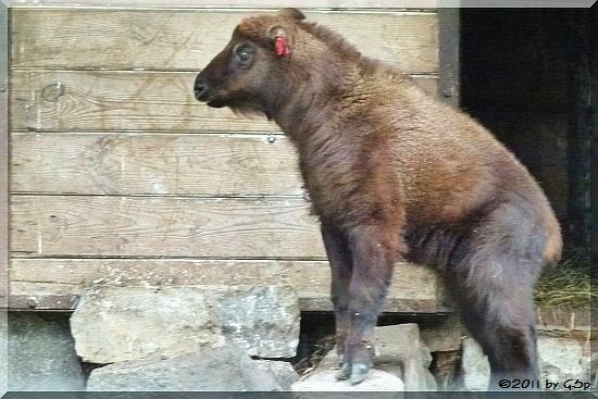 Mishmi-Takin, Jungtgier geb. am 17.6.11