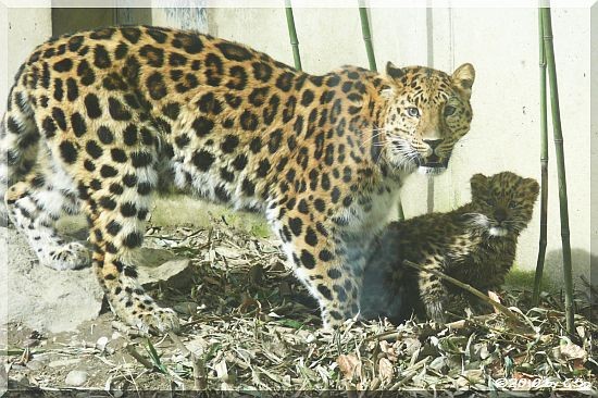 Amurleopard, Jungtier geb. am 10.12.09 (14 Wo alt)