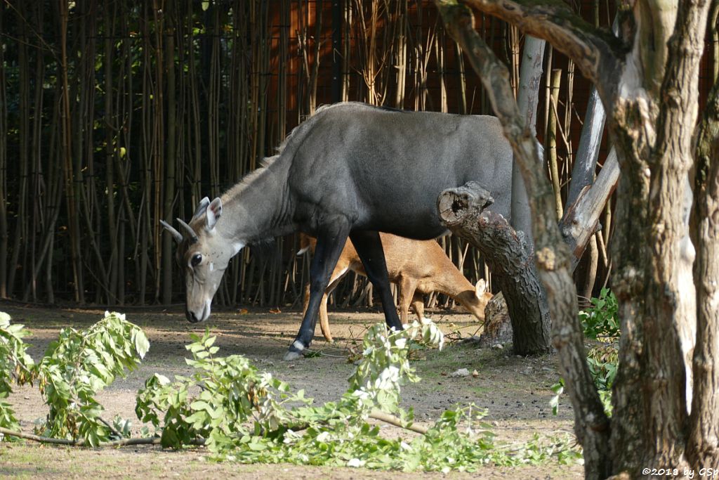 Nilgauantilope (Nilgau), Vorderindischer Schweinshirsch