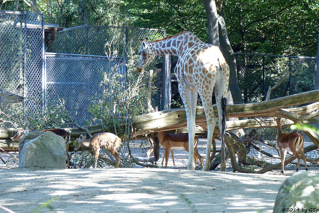 Großer Kudu, Jungtier geb. am 14.08.14, Impala, Rothschild-Giraffe