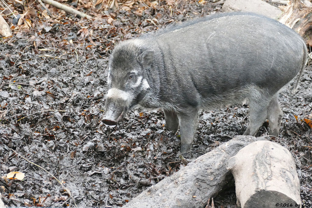Negros-Pustelschwein (Visayas-Pustelschwein, Visayas-Mähnenschwein)