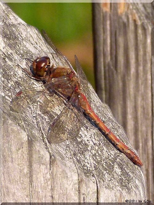 Heidelibelle